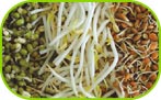 Bean sprouts mixed 150g